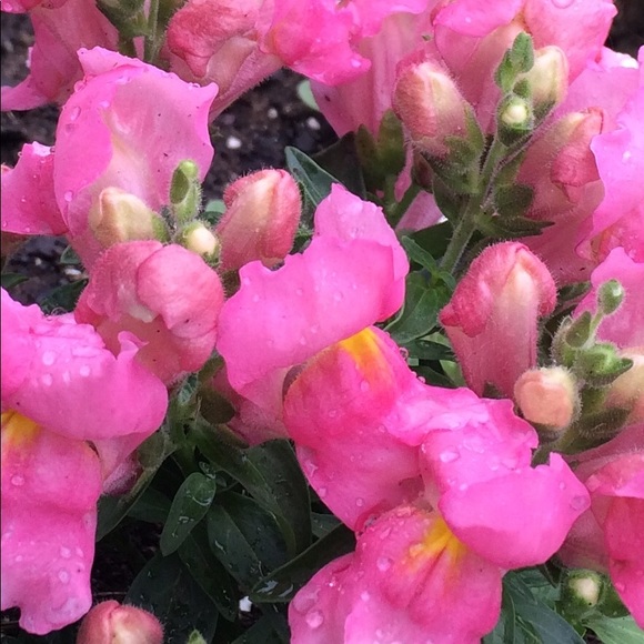 Meet your Posher, Christina - Picture 1 of 1